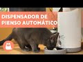 COMEDEROS AUTOMÁTICOS para GATOS 🐱 (Ventajas y Cómo funcionan)