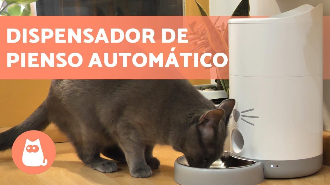 Mejores COMEDEROS AUTOMÁTICOS para gatos - 【 Zona gatos 】