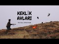 2023 4K keklik avı🔥Partridge hunt🔥ingiliz pointer🔥Chasse à la perdrix et au lapin🔥hunting🔥avcılık🔥