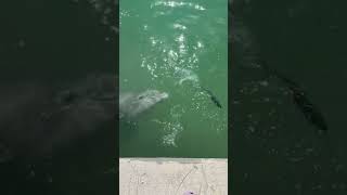 Dolphin Chasing and Haunting Fishes in The Sea