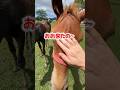 牧場見学に行ったら馬の人気者になりました💕