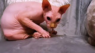 Sphynx Cat Eats Its Tail