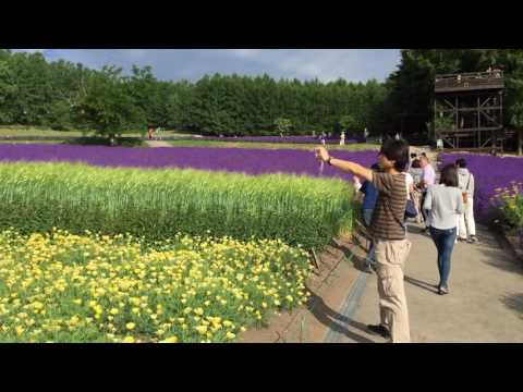 ファーム富田　北海道・中富良野町2016/7/20