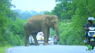 The fierce elephant has come to the road in the evening