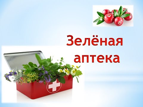 Зелёная аптека. Брусника.