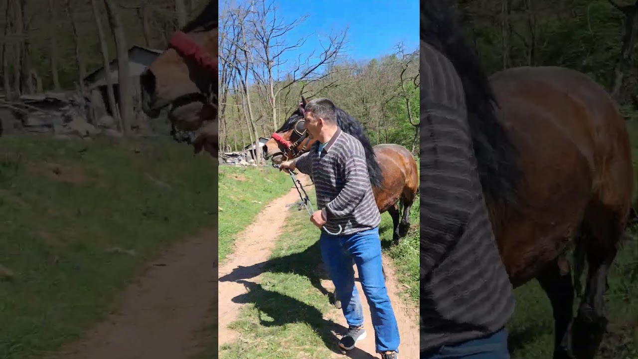 PUSTANJE PASTUVA NA KOBILU 