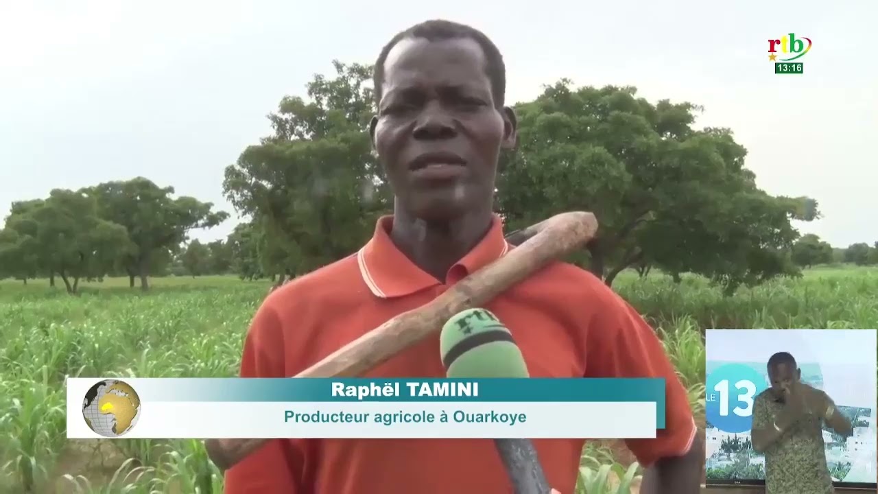 Dans la région de la boucle du Mouhoun, les cultures présentent une bonne fusionnomie