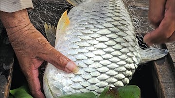 Mấy con mè vinh khủng nhìn thấy mê, em tổng hợp lại Mấy con cá khủng xem là mê/VTTV #106