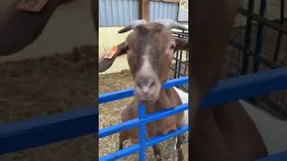 What Does The Goat Say  What Do These Chatty Kiko Goats Have To Say  farmlife goats animals