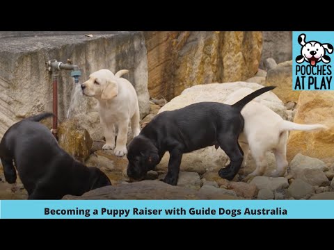 Video: Puppy Raisers volontario: il segreto del successo per i cani guida
