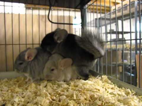 3 month old chinchilla