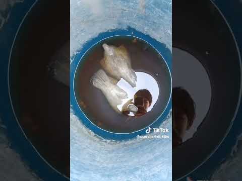 اذا مو كد المسوليه لا تربون اطيور ارافل