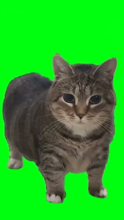 Gato Girando pantalla verde #funnymemes