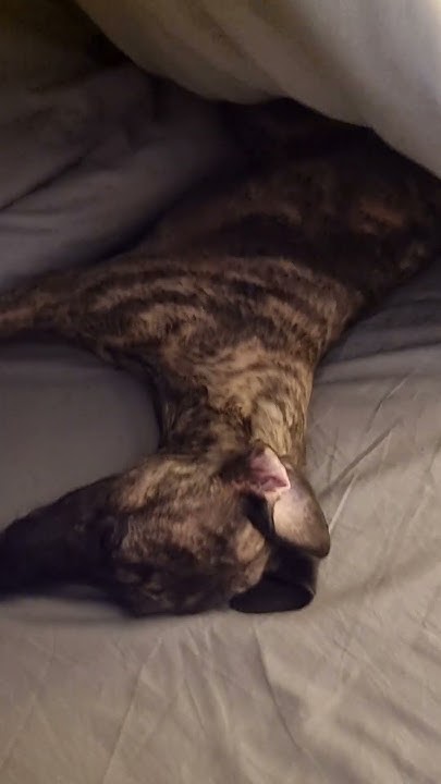 Sorry Did I Disturb You shorts dog YouTube sorry-did-i-disturb-you-shorts-dog-youtube