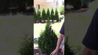 Planting an arborvitae that is guaranteed to grow #garden #gardening #diy