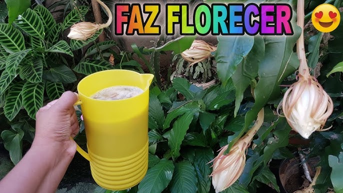 👉 DAMA DA NOITE - Como RECUPERAR e Fazer FLORESCER! 🌸 Mostrando