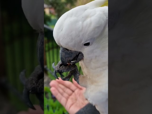 Wild Cockatoo TANTRUM!!!🕊️ 🤯😠😩🥰😆❤️ class=