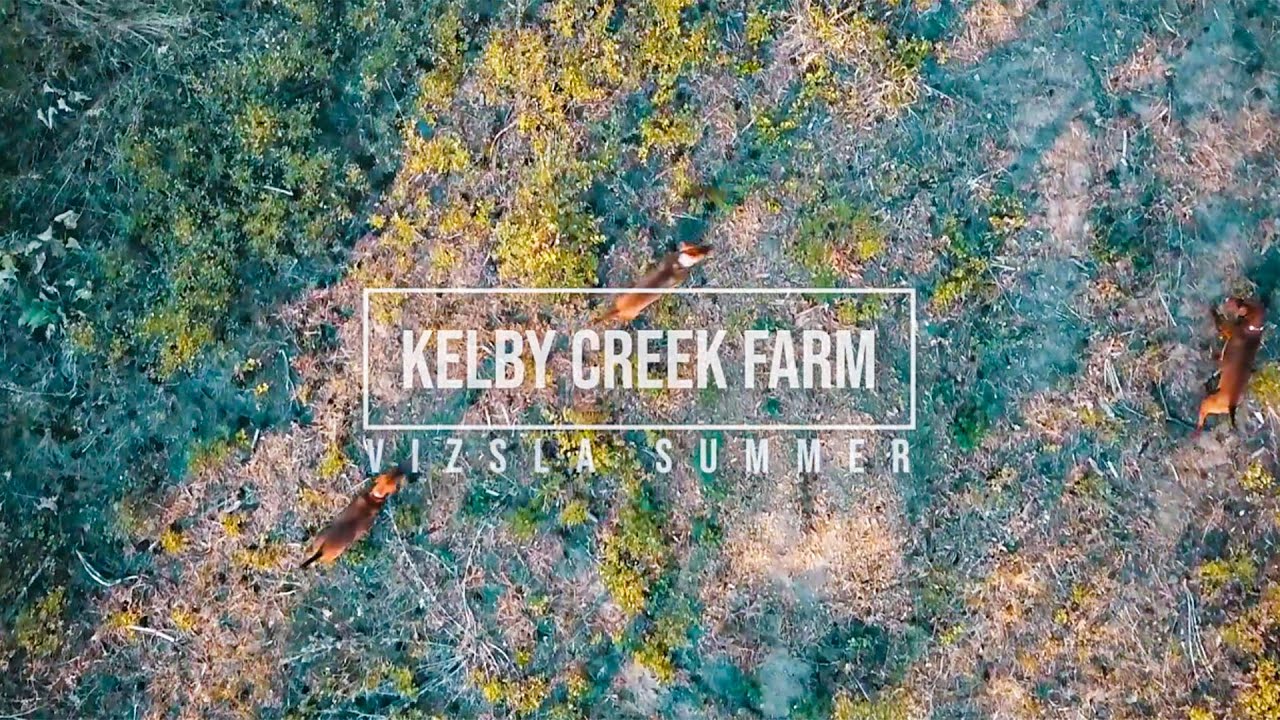 Kelby Creek Farm Vizsla Summer YouTube