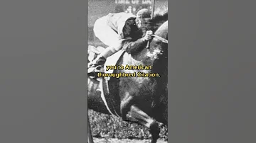 Citation! Full video on the channel! #thoroughbred #racehorse #citation #american