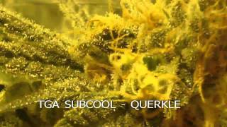 INDOOR HARVEST  2011