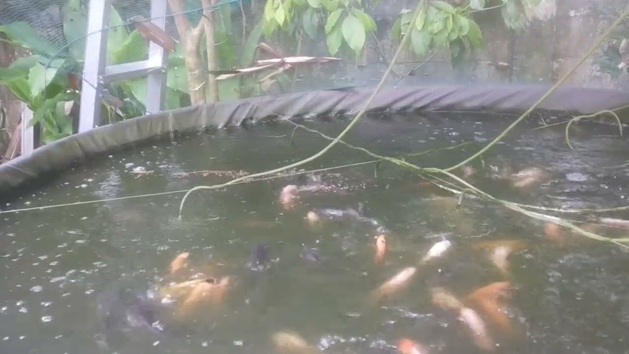 Budidaya ikan & berkebun Nekad lur... 😁😁😁