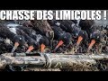 Chasse des Limicoles en Baie du Mont Saint Michel ! - Marius Chasse