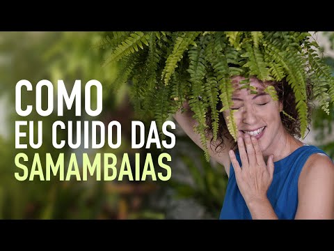 Como CUIDAR de SAMAMBAIA velha, TROCAR de VASO e fazer MUDA