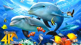 Ocean 4K  Sea Animals for Relaxation, Beautiful Coral Reef Fish in Aquarium  4K Video Ultra HD