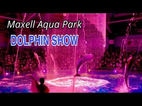 Best Dolphin Show in Shinagawa, Japan - アクアパーク品川
