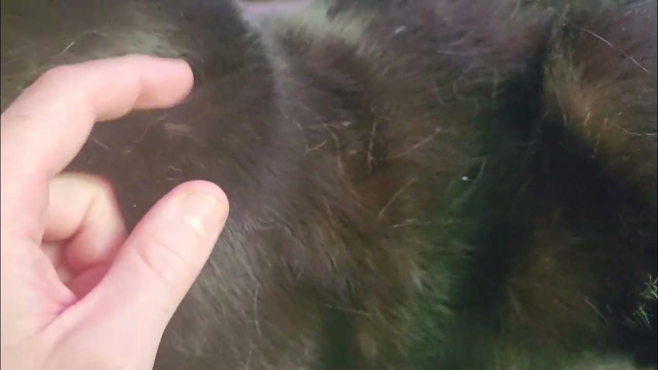 Some cheek rubs. YouTube