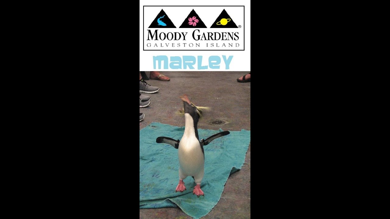 Moody Gardens: Marley the Penguin Paintings 