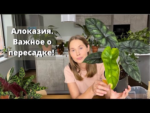 Пресадка Алоказии. Основные требования к пересадке.