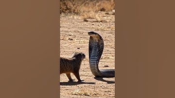 #kingcobra #snake #cobra