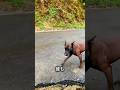 この犬の天才的な行動をよく見てください