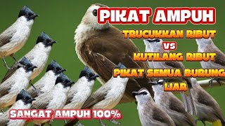 SUARA PIKAT TRUCUKAN RIBUT KOMBINASI KUTILANG KOMBINASI MAUT SANGAT MEMPESONA MP3 SUARA JERNIH