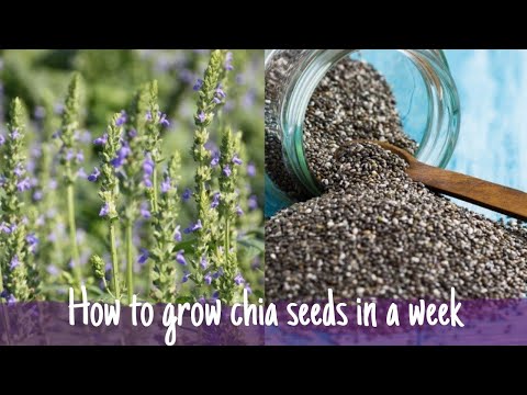كيفية زراعة بذور الشيا في اسبوع/how to grow chia seeds in a week