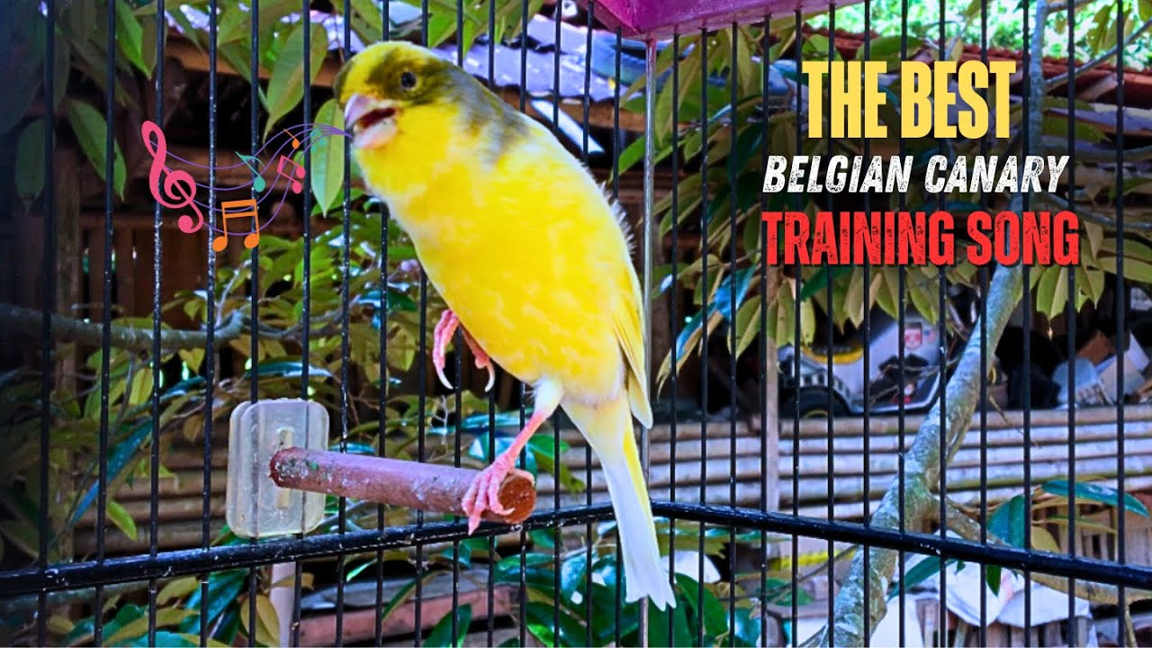 Powerful Canary 's Song For Training in a Beautiful Garden