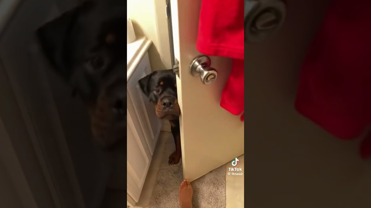 When Your Dog Gives You A Attitude