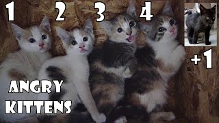Five (4+1) Baby Kittens | Angry kitten | Cute Kittens