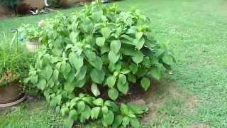 HOW TO PLANT AND ROOT THE BEAUTIFUL HYDRANGEA AND HOSTA TO SAVE LOTS OF MONEY ~ MUST SEE!