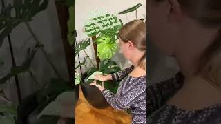 Clean Your Plant Leaves! screenshot 4