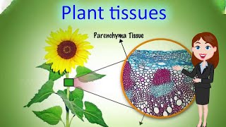 Plant tissues || 3D animated explanation || class 9th || Tissues  ||