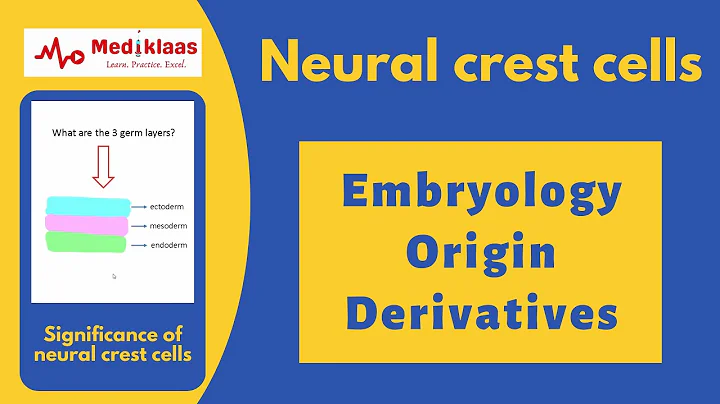 Neural crest cells and their significance