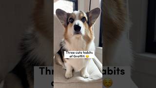 3 Cute Habits of My Corgi #dog #corgi