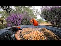 4k birdbird cam feeder silly birds fighting over food woodpecker rules the roost