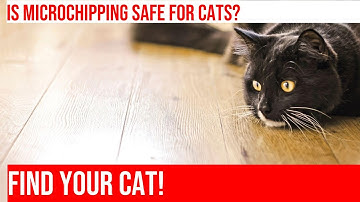 Microchipping Your Cat: A Guide to Identification & Safety