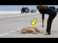 Mulher pegou um cachorro já quase morto na estrada, mas ela não esperava que isso acontecesse!