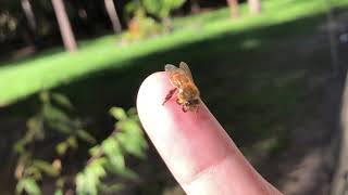 How To Get A Bee Off You Without Being Stung