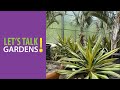 view Bringing in Your Tropical Plants for the Winter - Let&apos;s Talk Gardens digital asset number 1