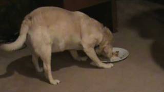 Fat Chihuahua X Eating Pizza